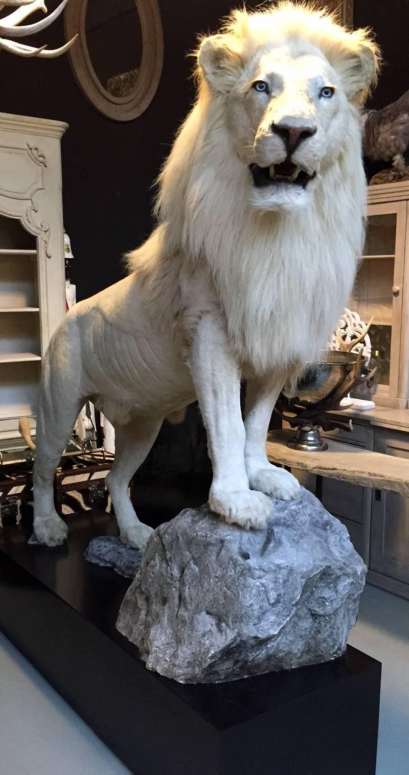 Taxidermy Full Mount White Lion In Excellent Condition In Eindhoven, NL