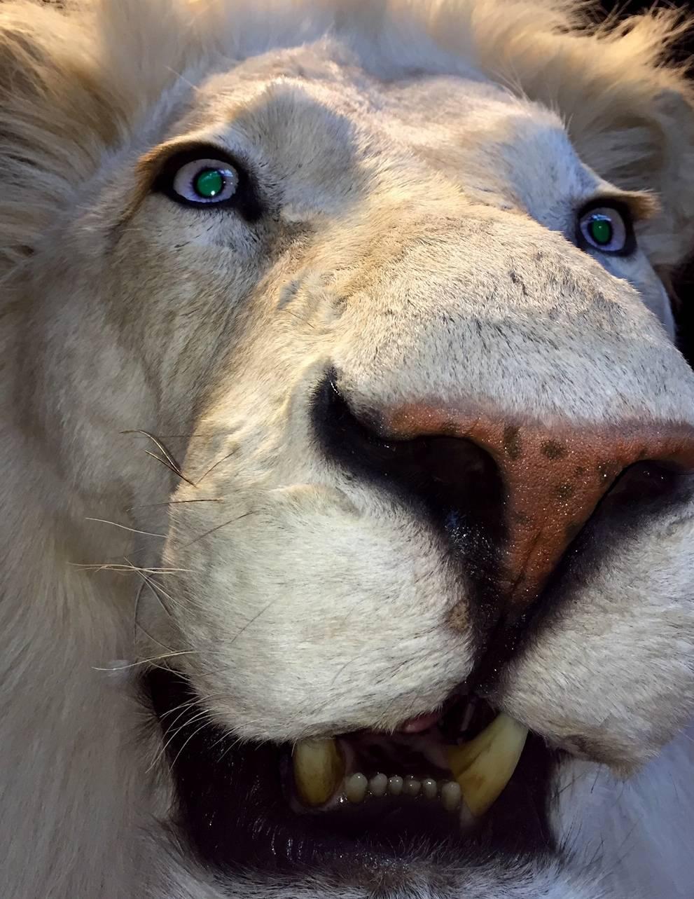 Contemporary Taxidermy Full Mount White Lion