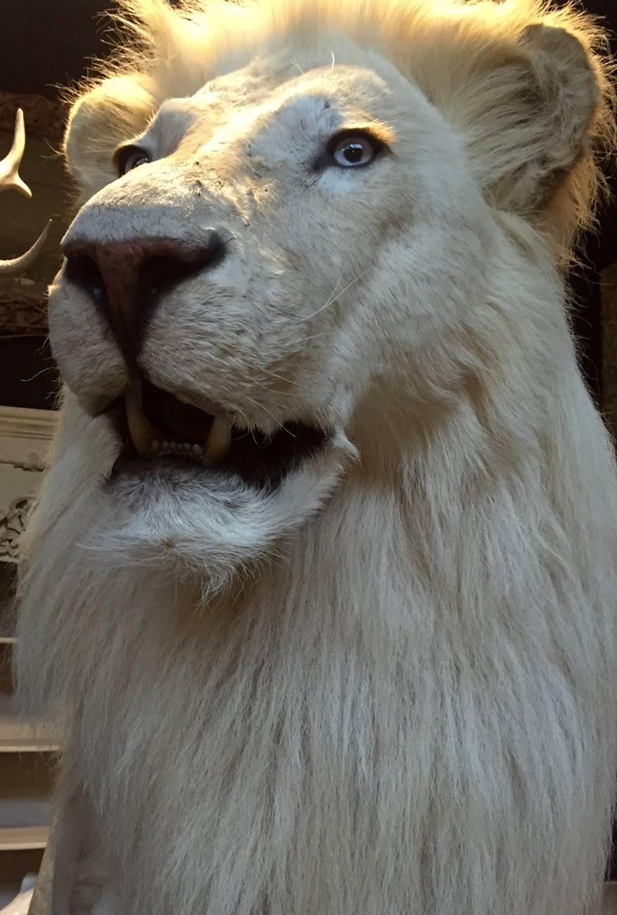 Taxidermy Full Mount White Lion 1