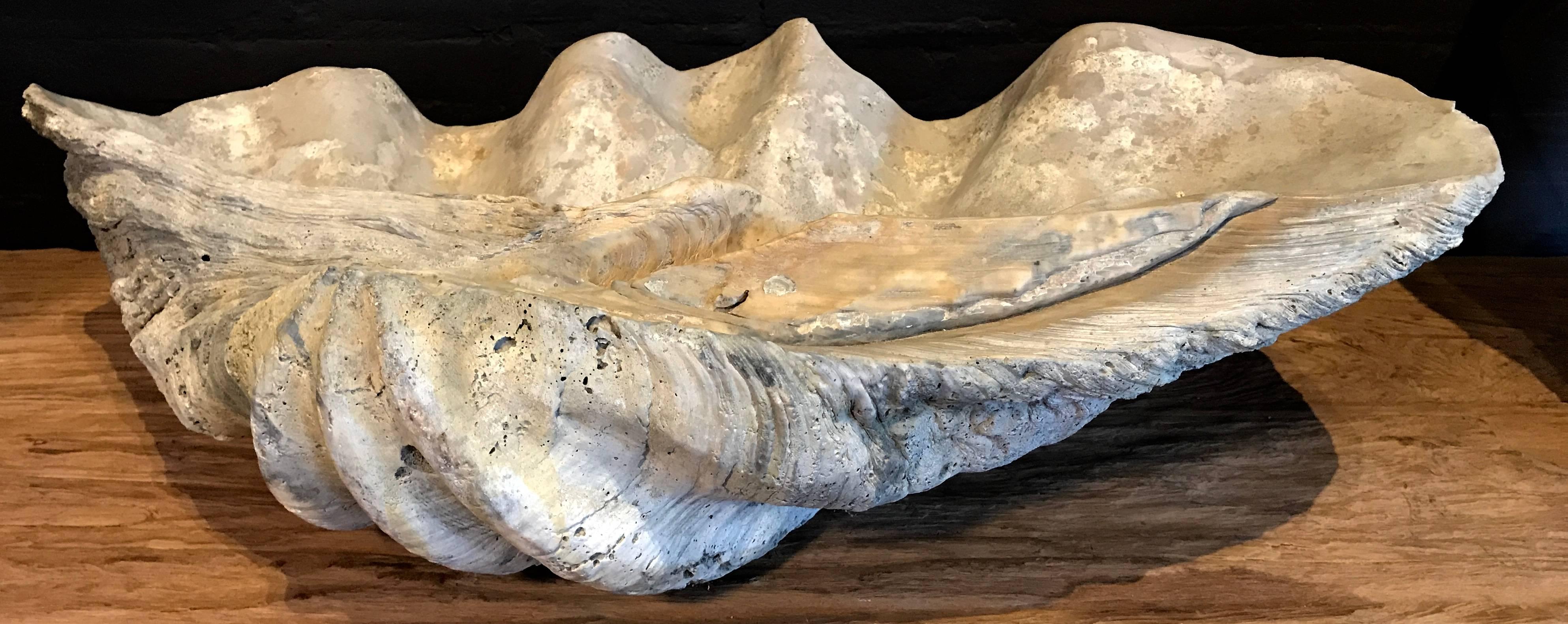 Philippine Giant Clam 'Tridacna Gigas' Fossil 