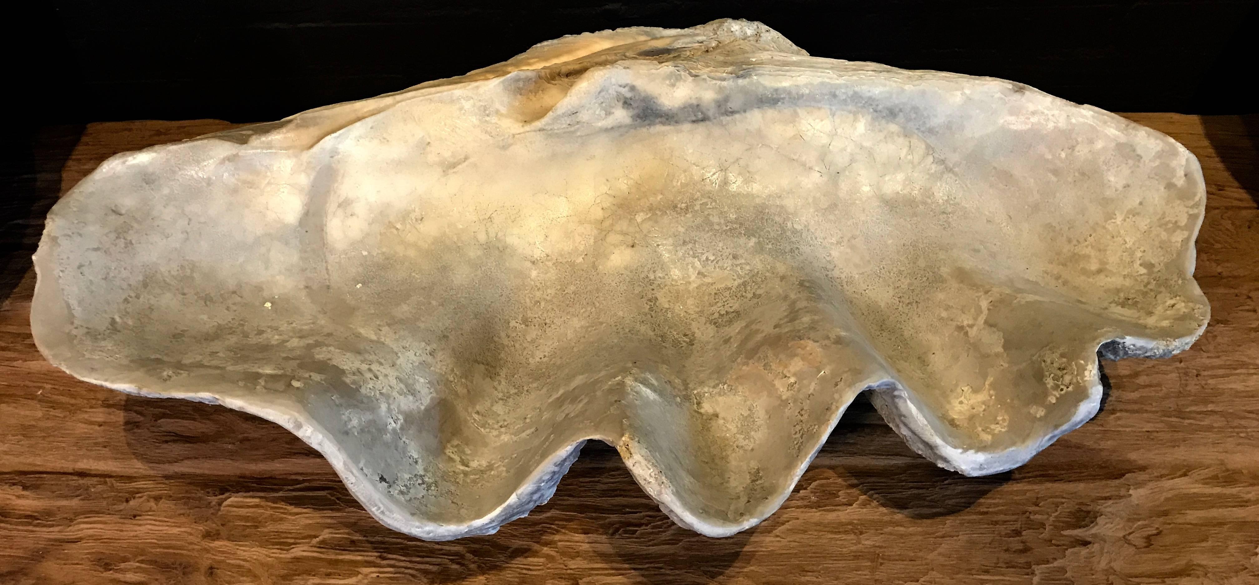 Giant Clam 'Tridacna Gigas' Fossil  In Excellent Condition In Eindhoven, NL