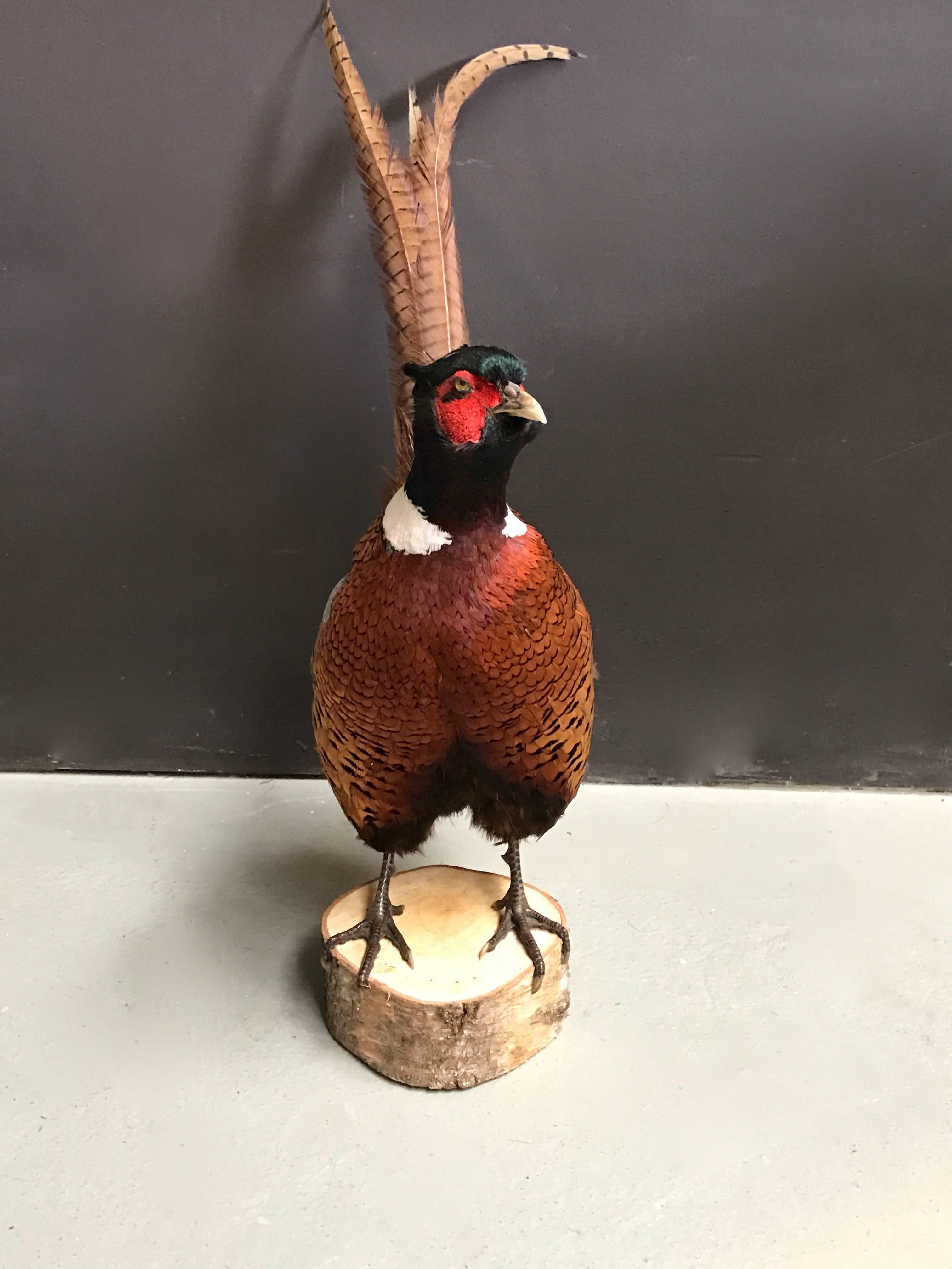 Decorative standing pheasant on a wooden pedestal.
Fresh taxidermy.