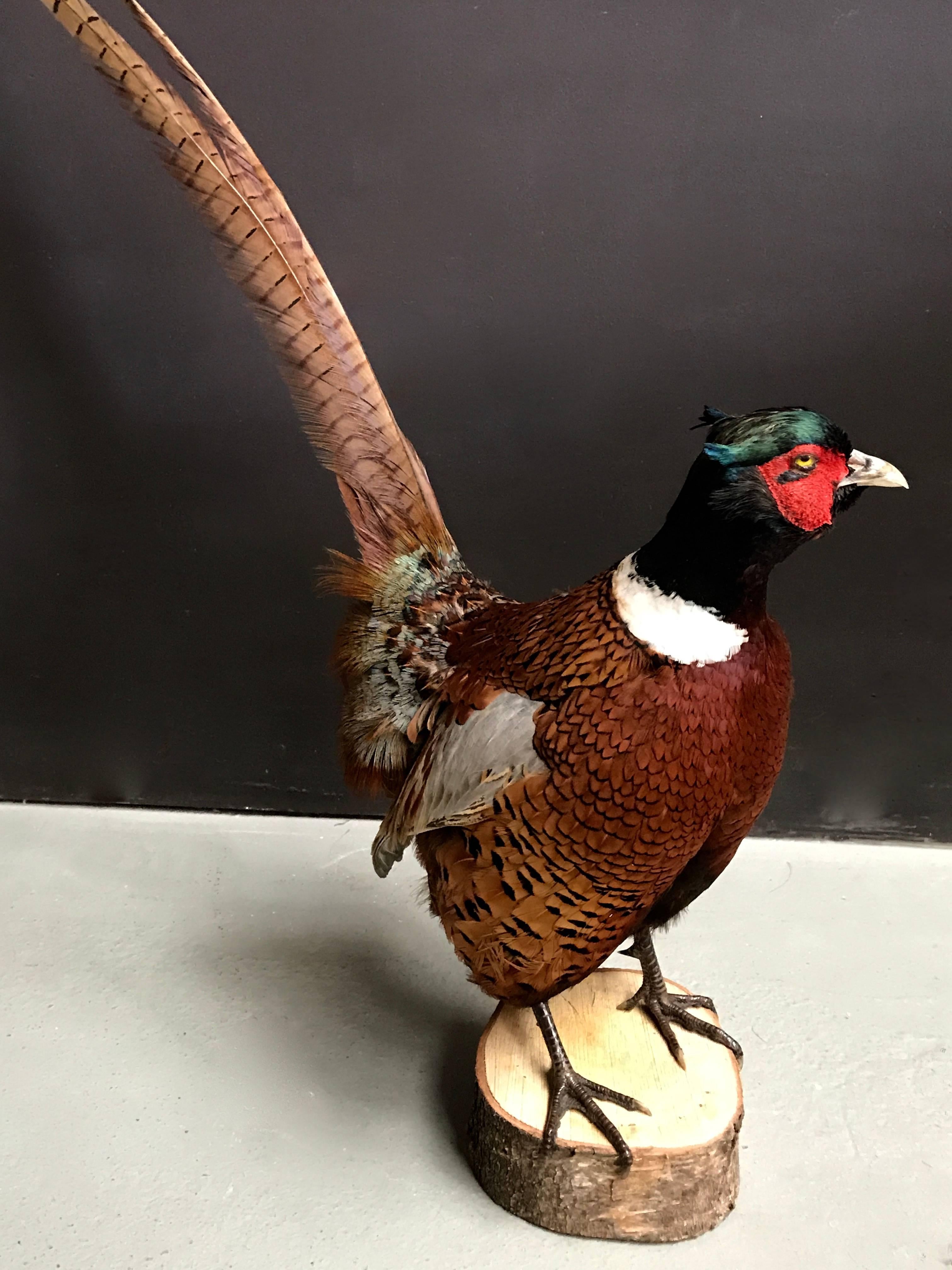 standing pheasant mount