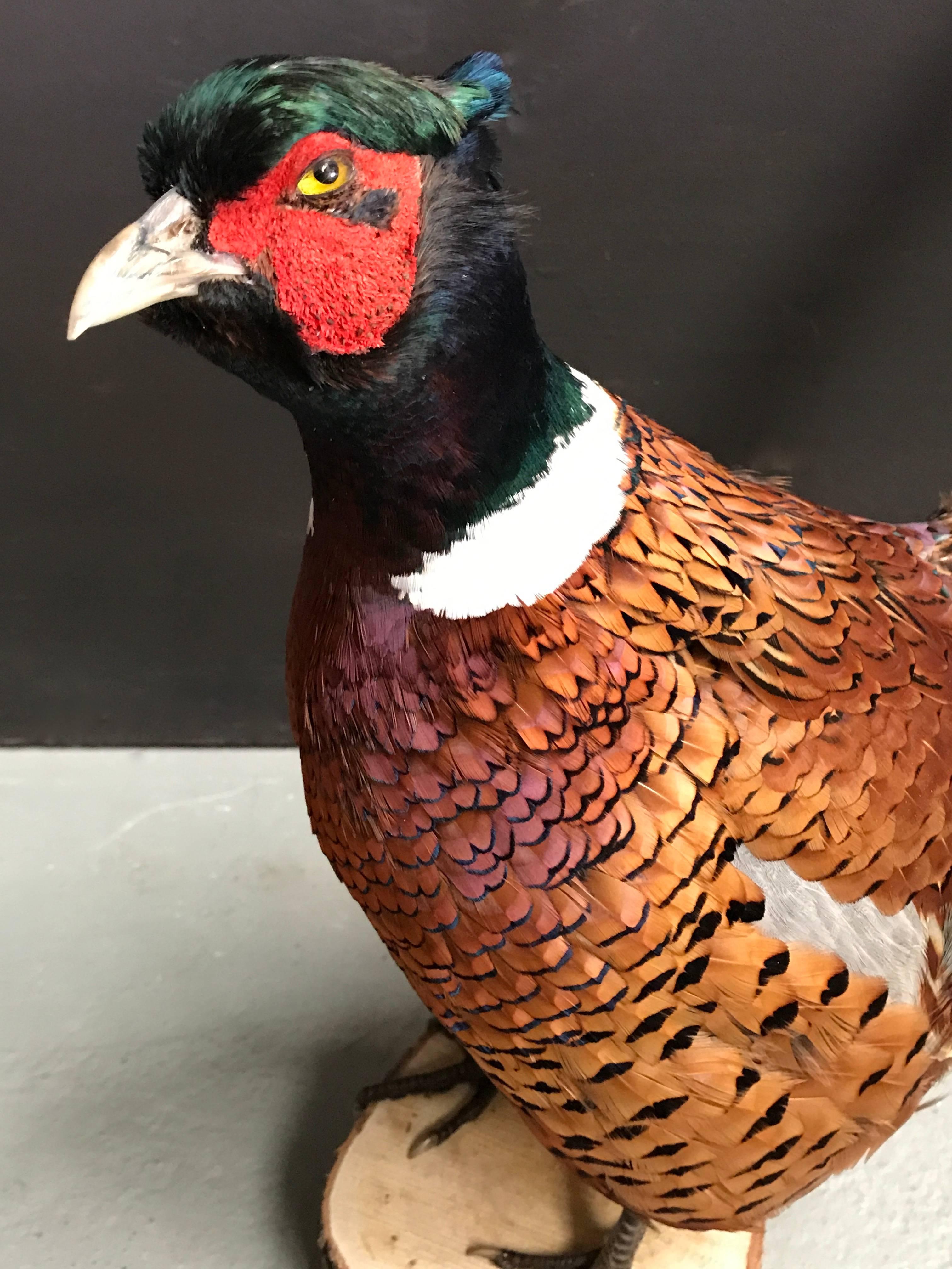 Standing Pheasant In Excellent Condition In Eindhoven, NL