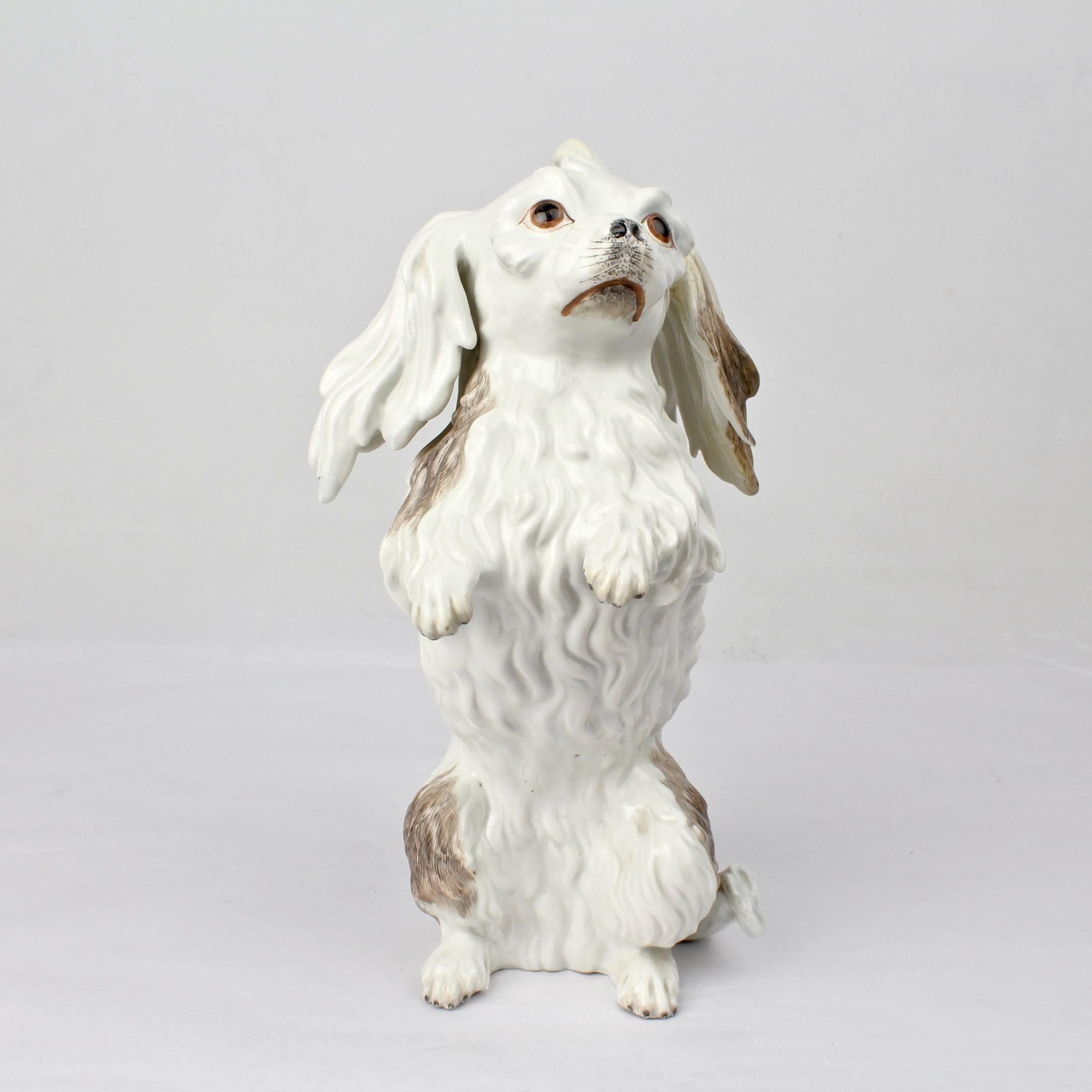 An antique Dresden porcelain figurine of the seated 'Bolognese Dog'.

A form made famous by the brilliant Meissen modeler Johann Kaendler in the 18th century. This model is a 19th century rendition true to this original design. 

Height: circa