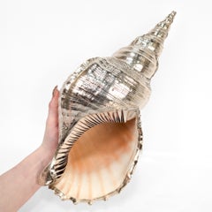 Large Ruzzetti & Gow Attributed Triton's Trumpet Seashell with Silver Overlay