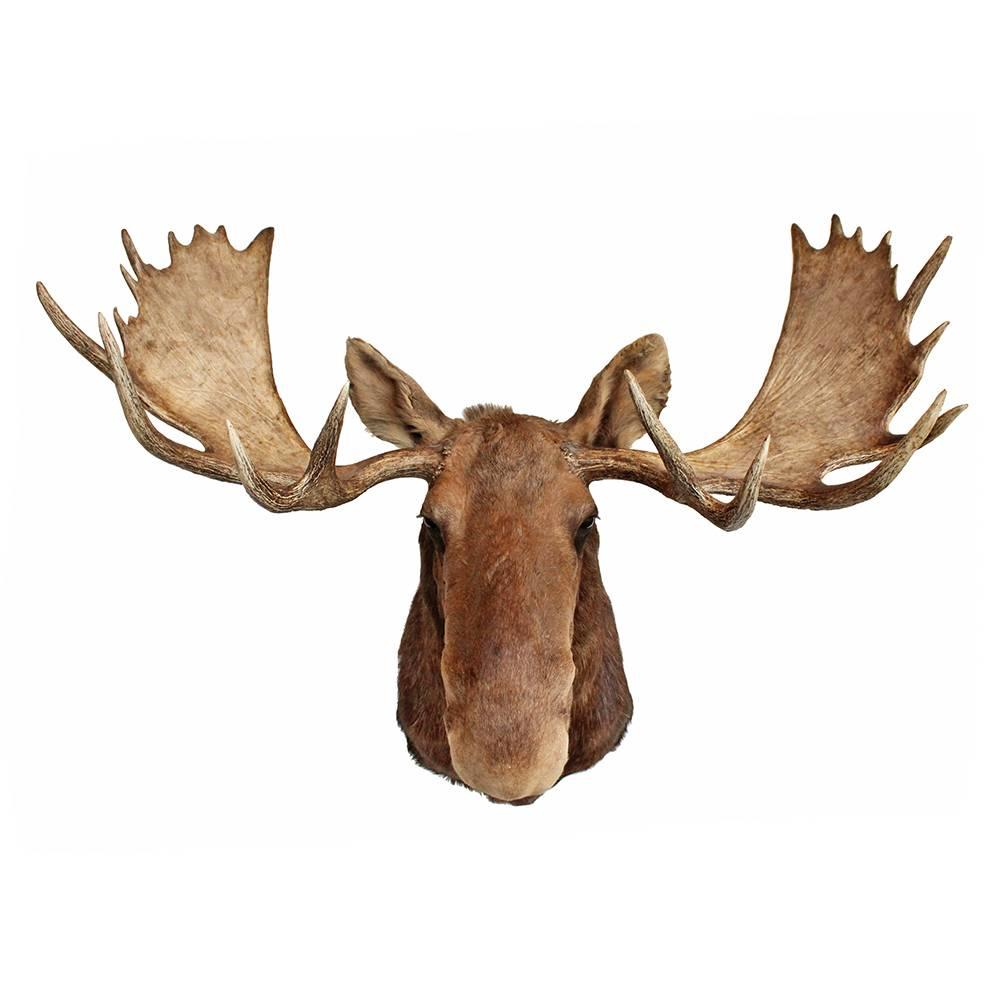 Excellent and large shoulder mount bull moose. In very good condition with a 52