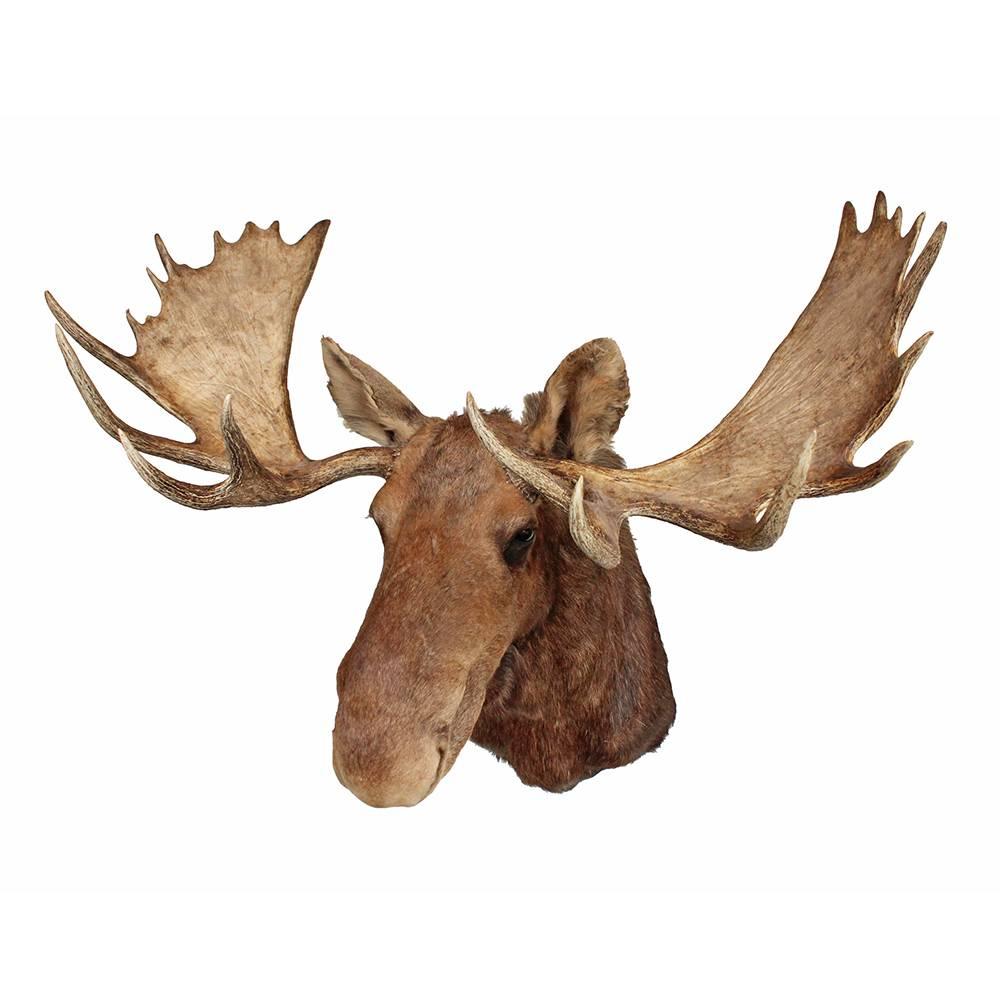 paddle head moose