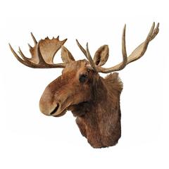 Vintage Taxidermy Moose Mount