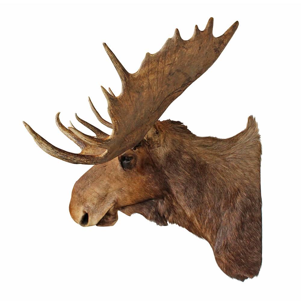 paddlehead moose