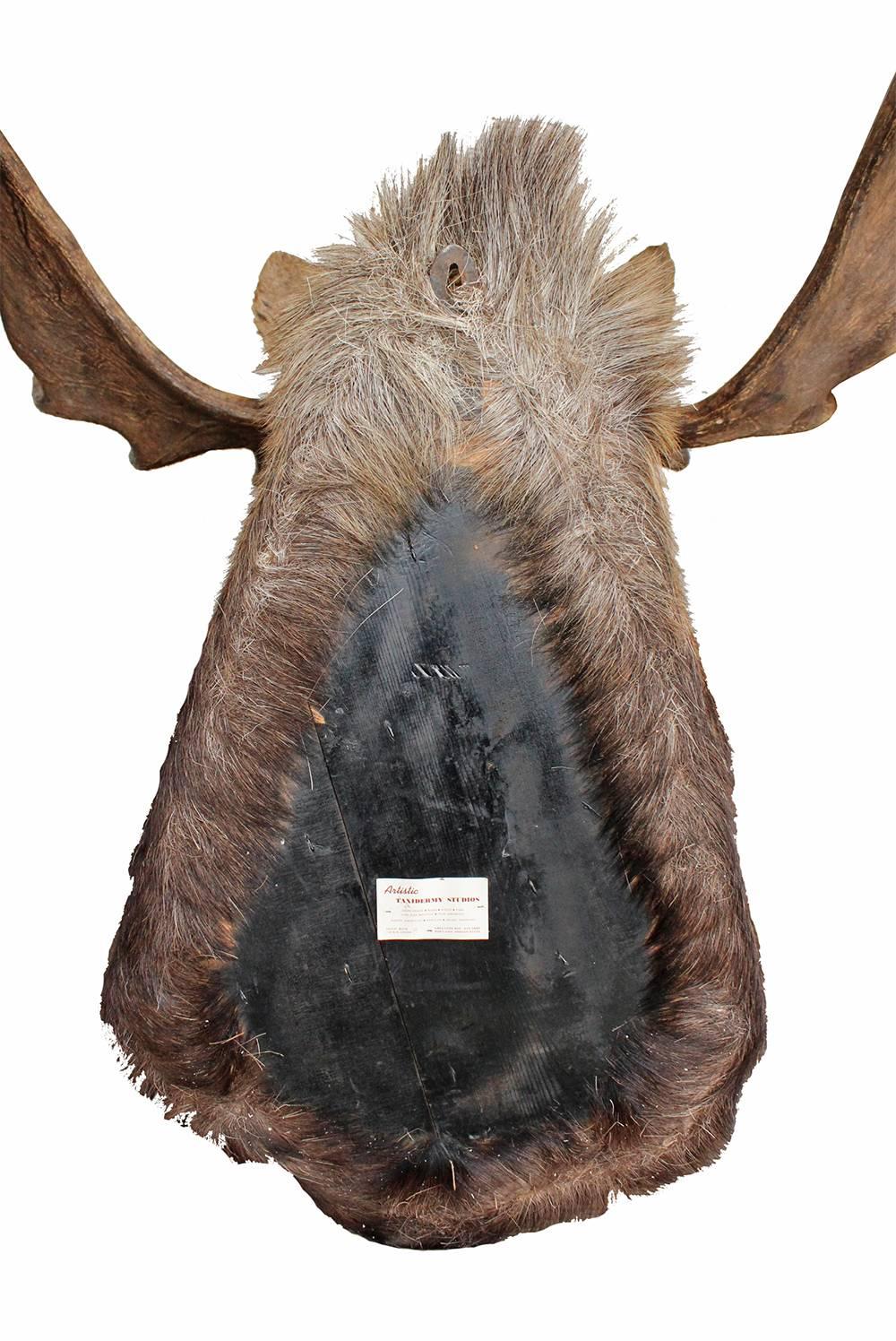 Vintage Taxidermy Moose Mount 1