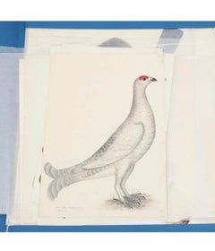 Olof Rudbeck Bird Works, Facsimile, published by Rene Coeckelbergh, Stockholm