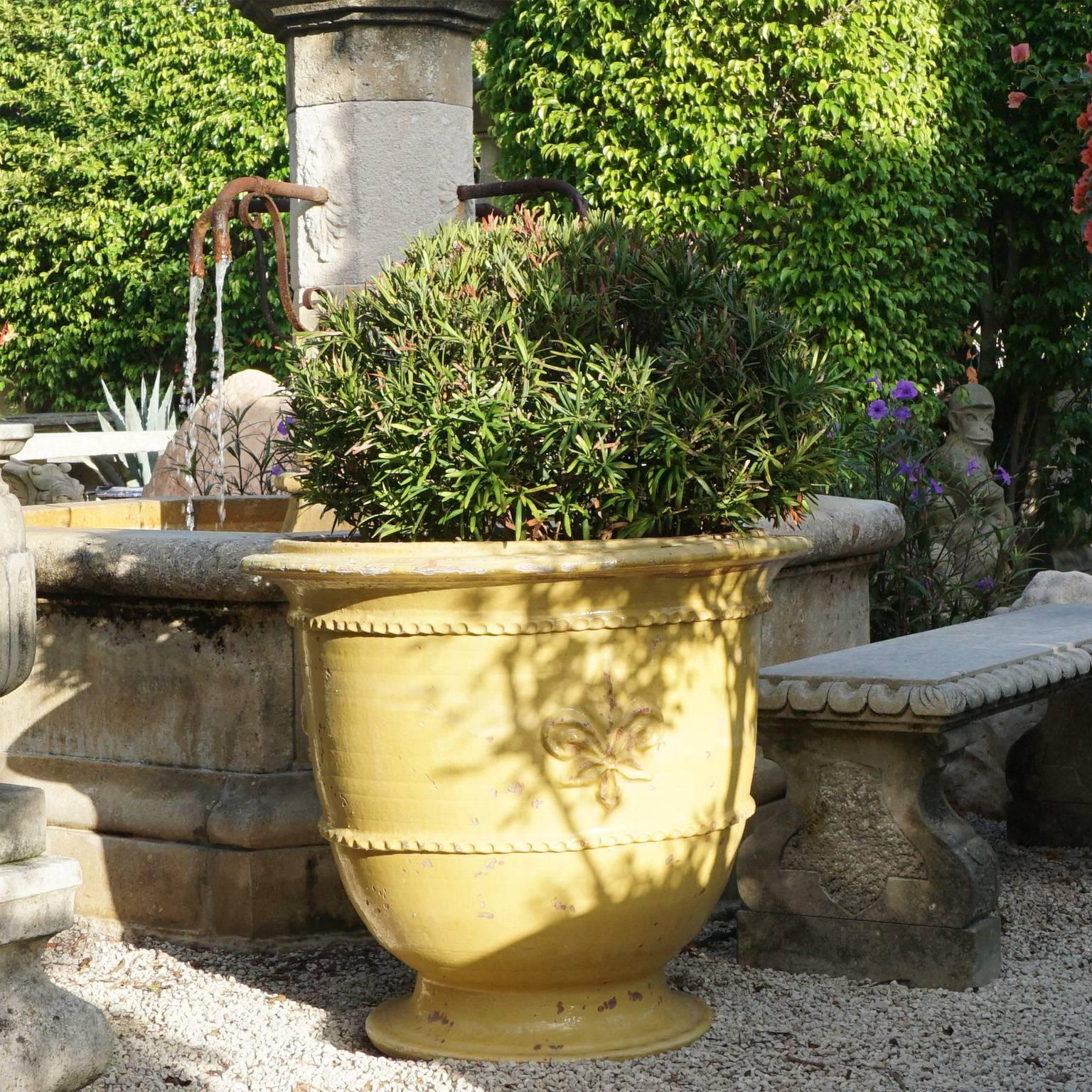 This pair of Anduze urns has a more rustic and heavier appearance and originate in Provence, France. They have a honey colored glazed, and antiqued finish. Adorned with a Fleur de Lys and decorative rings on the bodice. Finishes and dimensions might