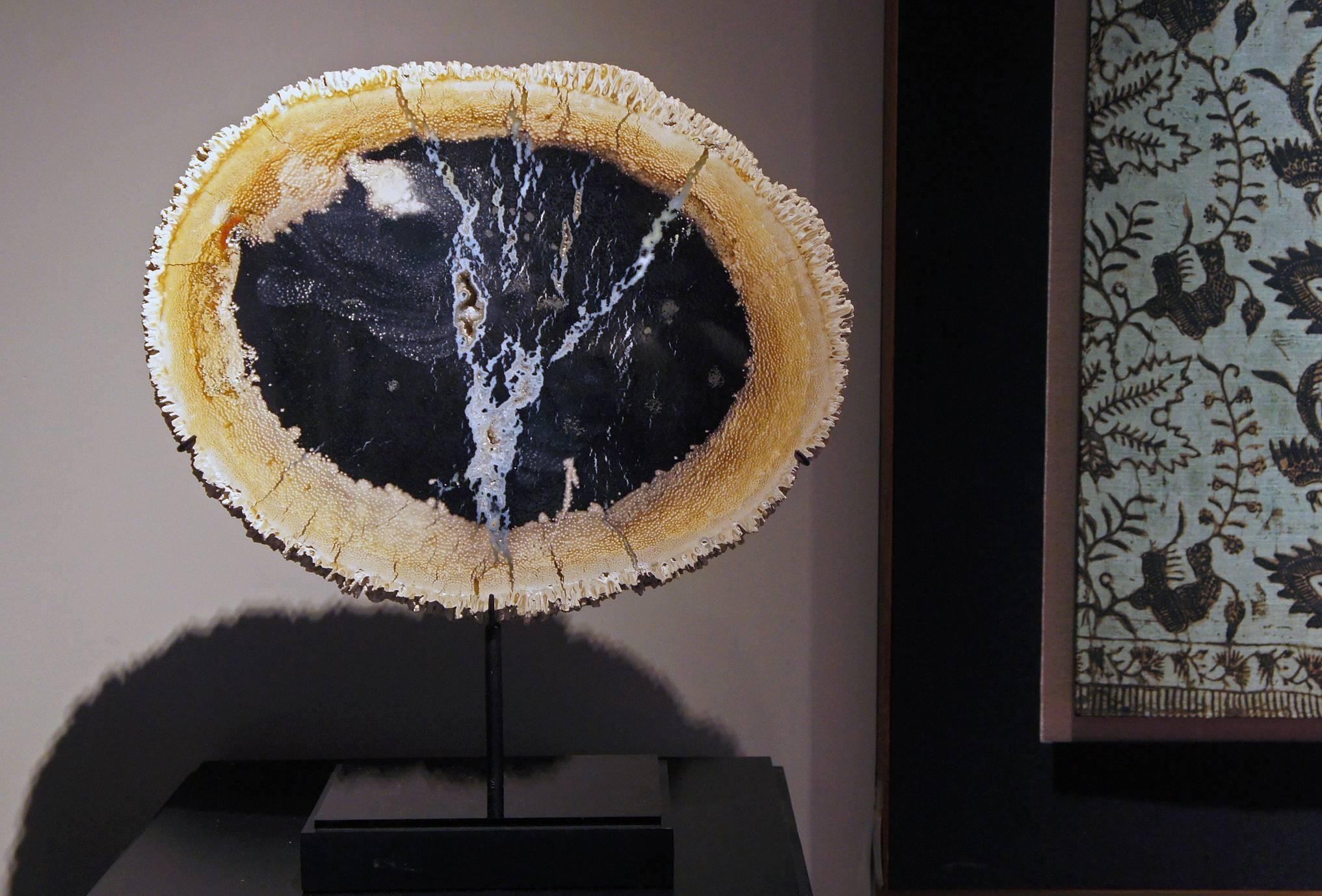 18th Century and Earlier Petrified Wood