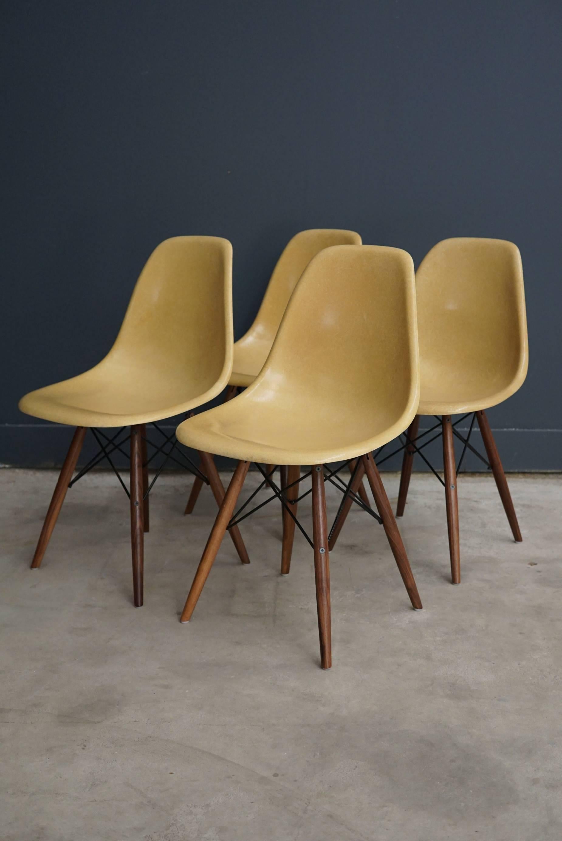 This vintage DSW dining chair set, consisting of four chairs, was designed by Charles & Ray Eames and manufactured by Herman Miller in the 1970s. This design Classic features an ochre fiberglass seat which sits on walnut wooden legs. It is in a good