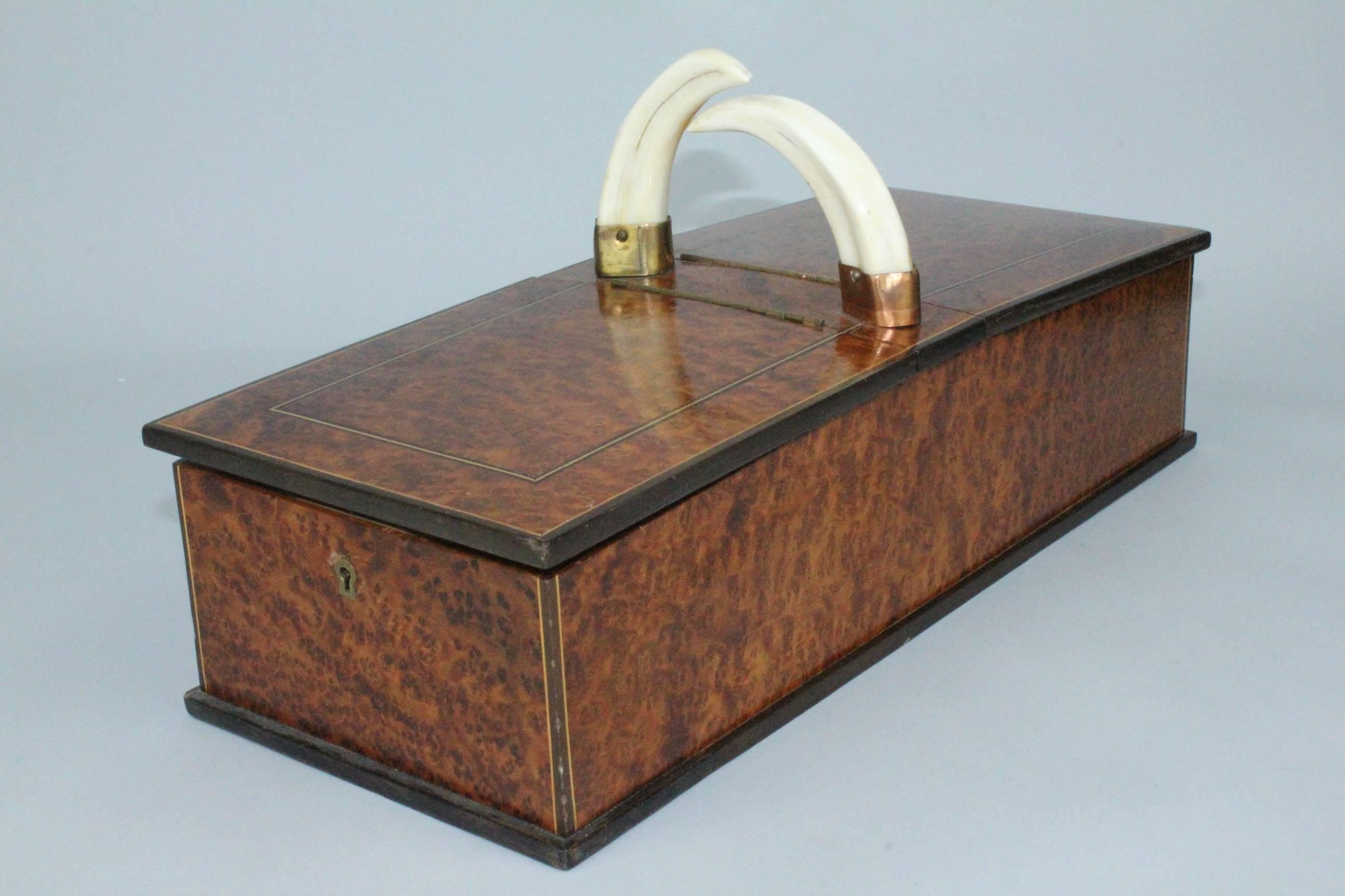 A 1920s amboyna burl and wild boar's tusks cigar/cigarette box. Beautiful golden amboyna with two brass-mounted wild boar's tusks. Very nice original condition with very minor restorations. With key.