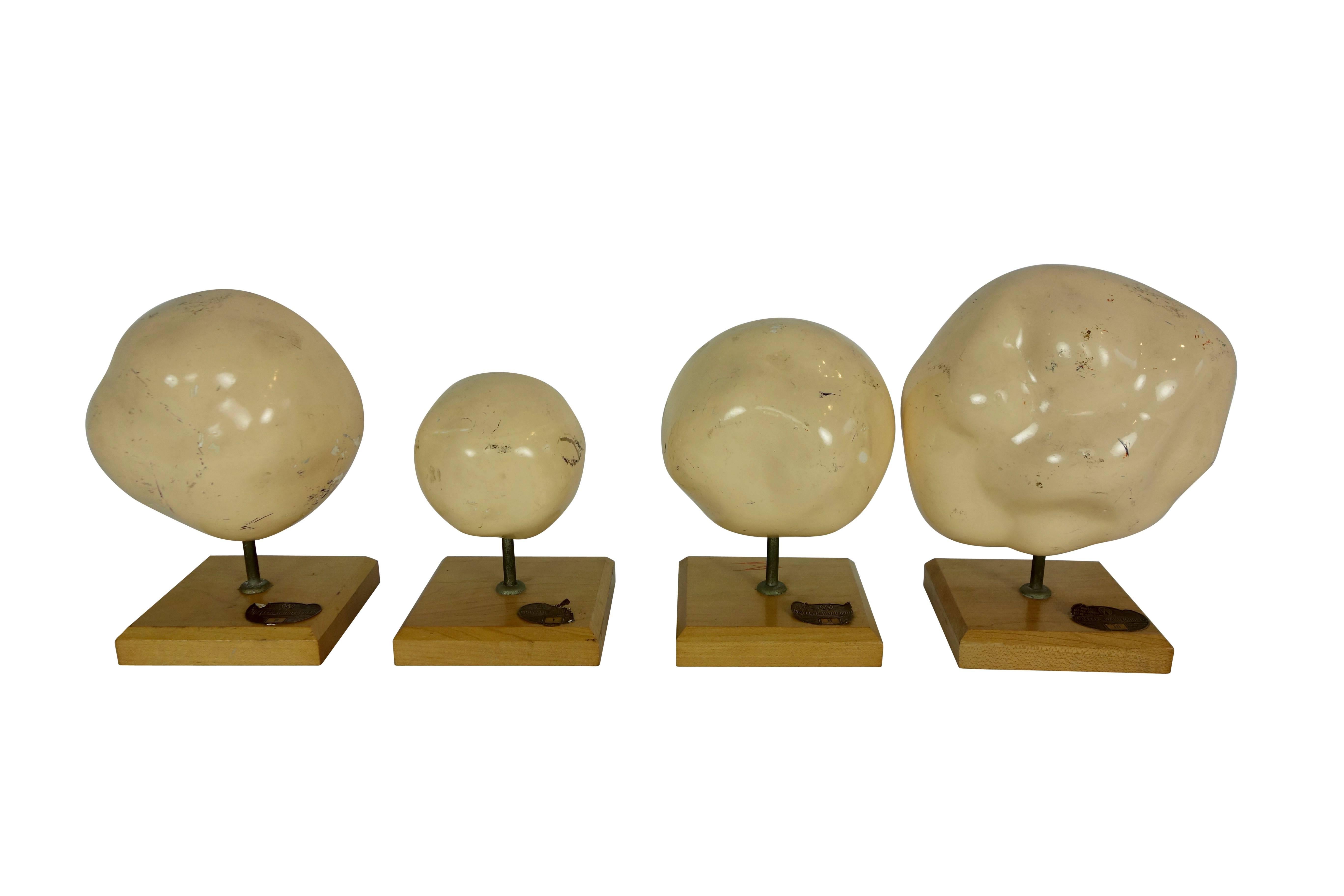 Mid-20th Century Set of Four Mueller-Ward 3d Cellular Mitosis Biology Models Copyright, 1941