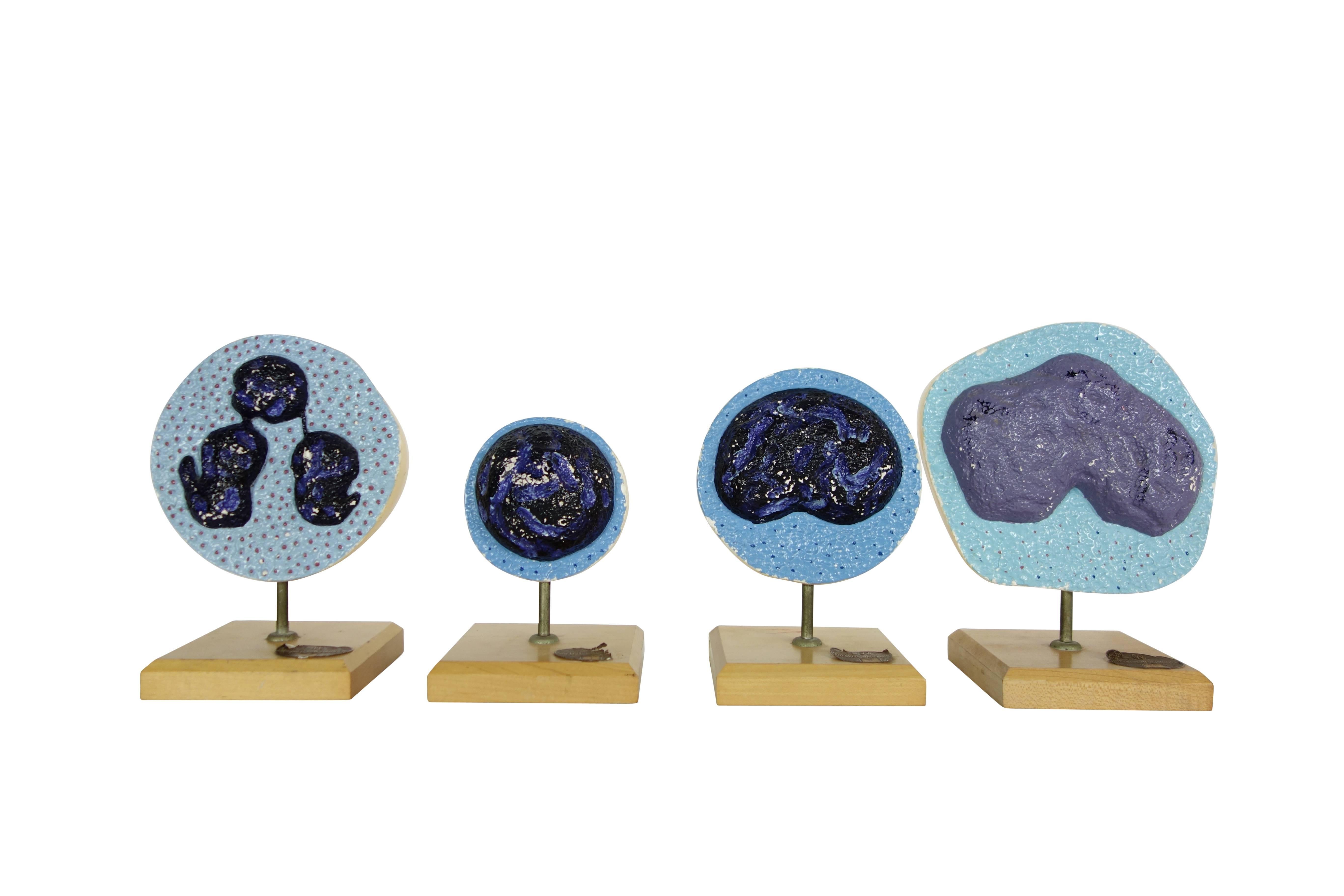 This is a set of four Mueller-Ward 3D cellular mitosis biology models, circa 1941.