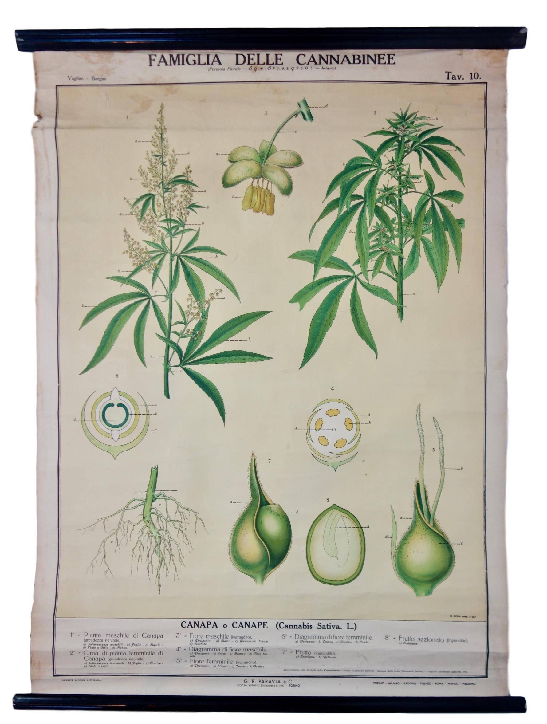 This is a vintage Italian botanical cannabis educational poster “Famiglia Delle Cannabinee” from Turin, Italy.