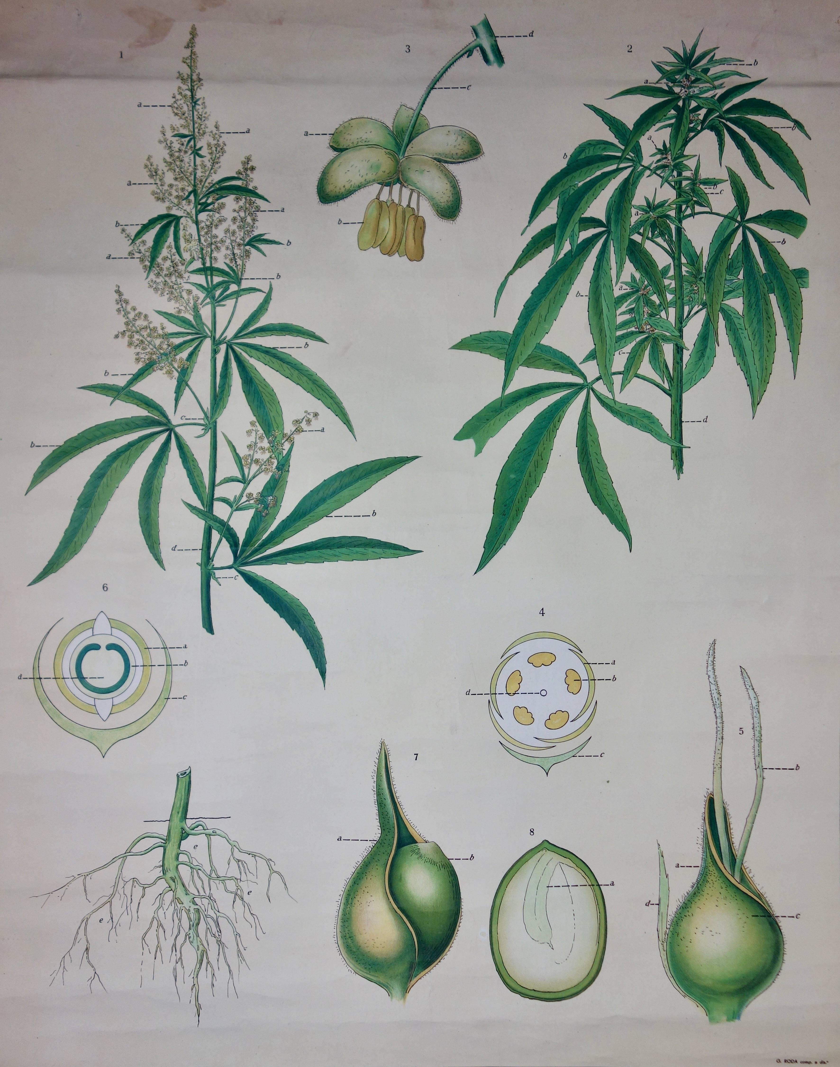 vintage cannabis posters
