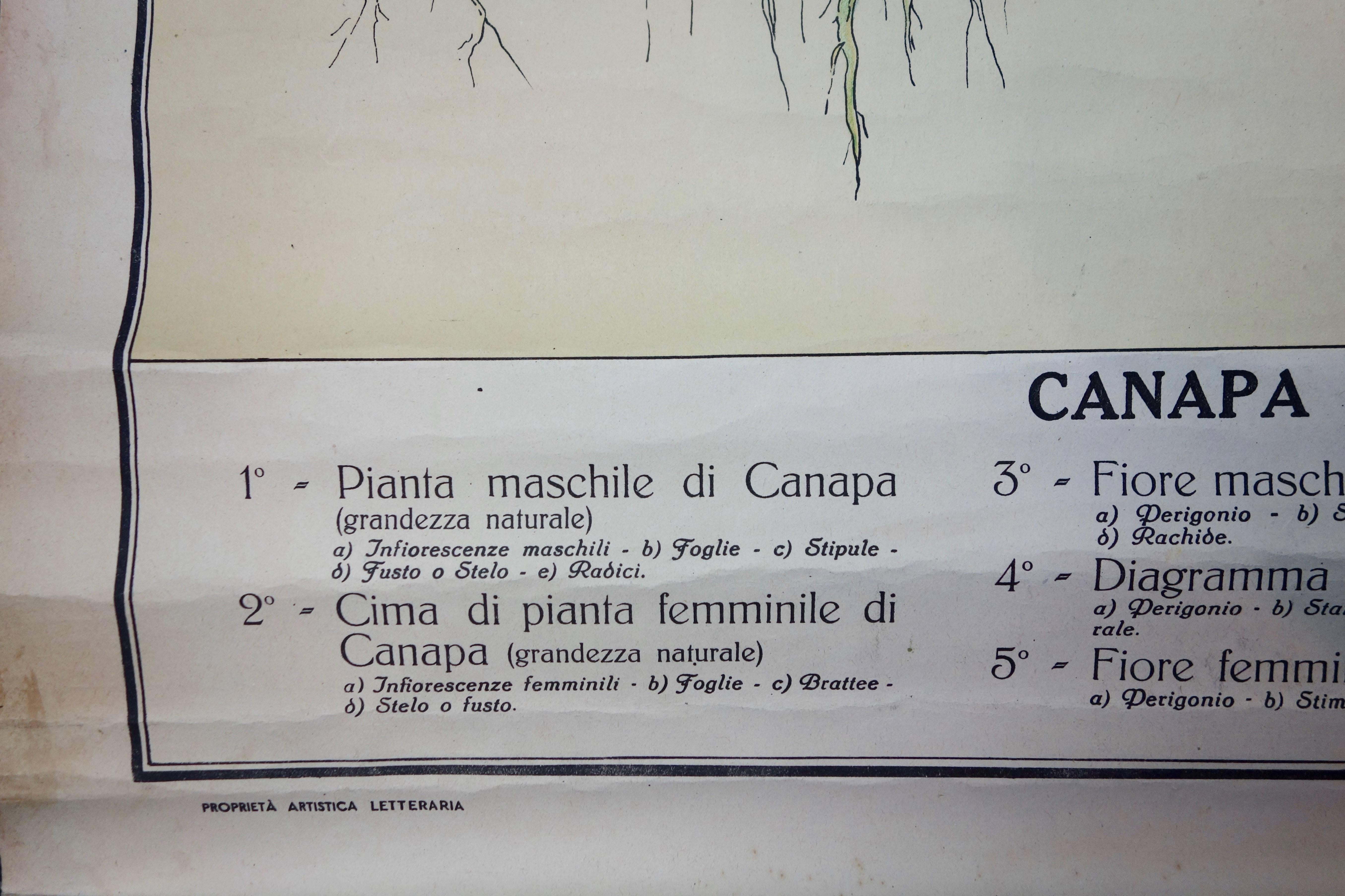 20th Century Vintage Italian Cannabis Educational Poster