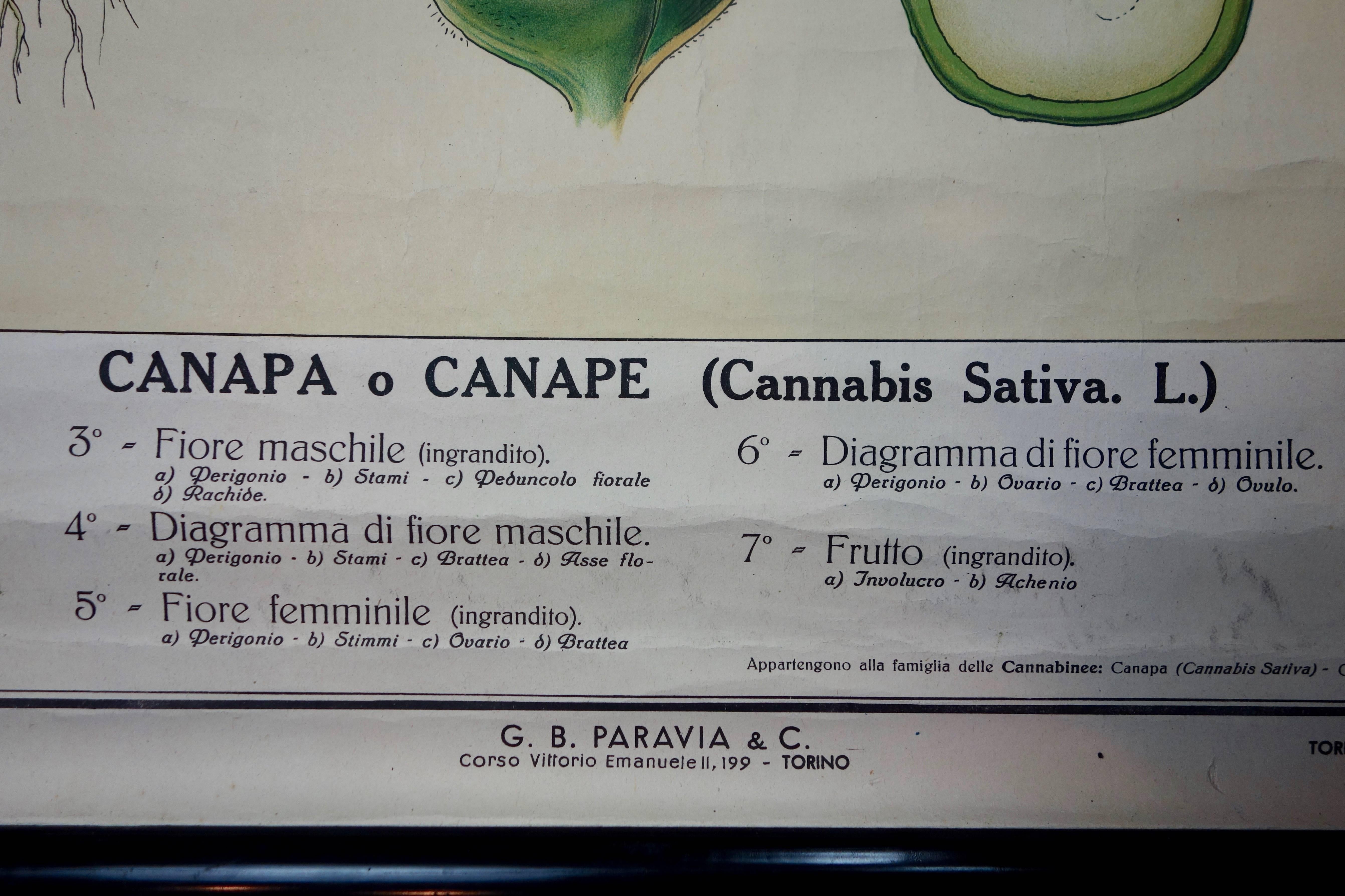 Wood Vintage Italian Cannabis Educational Poster