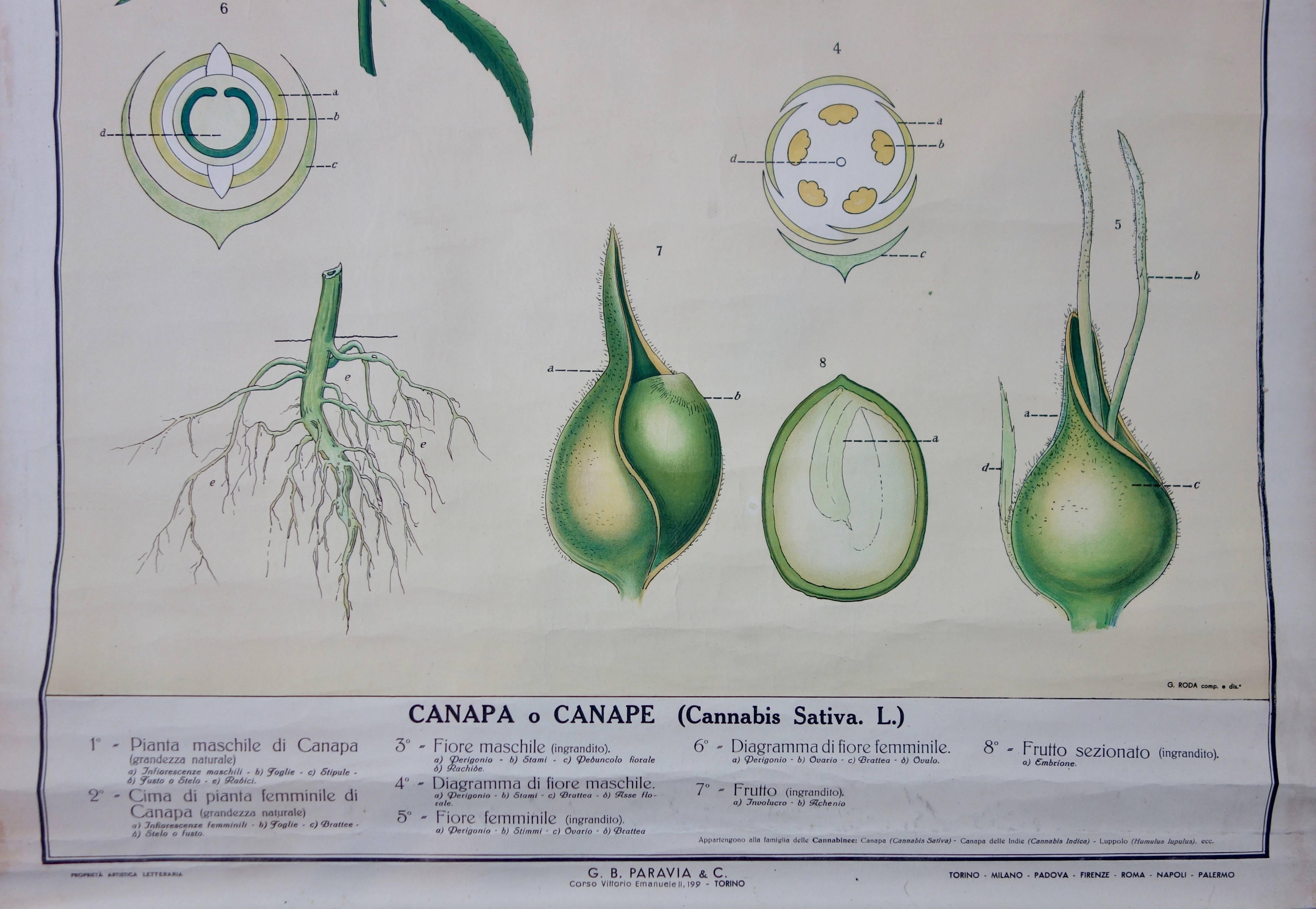 Vintage Italian Cannabis Educational Poster 3
