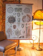 Antique 19th Century Wall Chart by Rudolf Leuckart, Coelenterata, Sea Sponges
