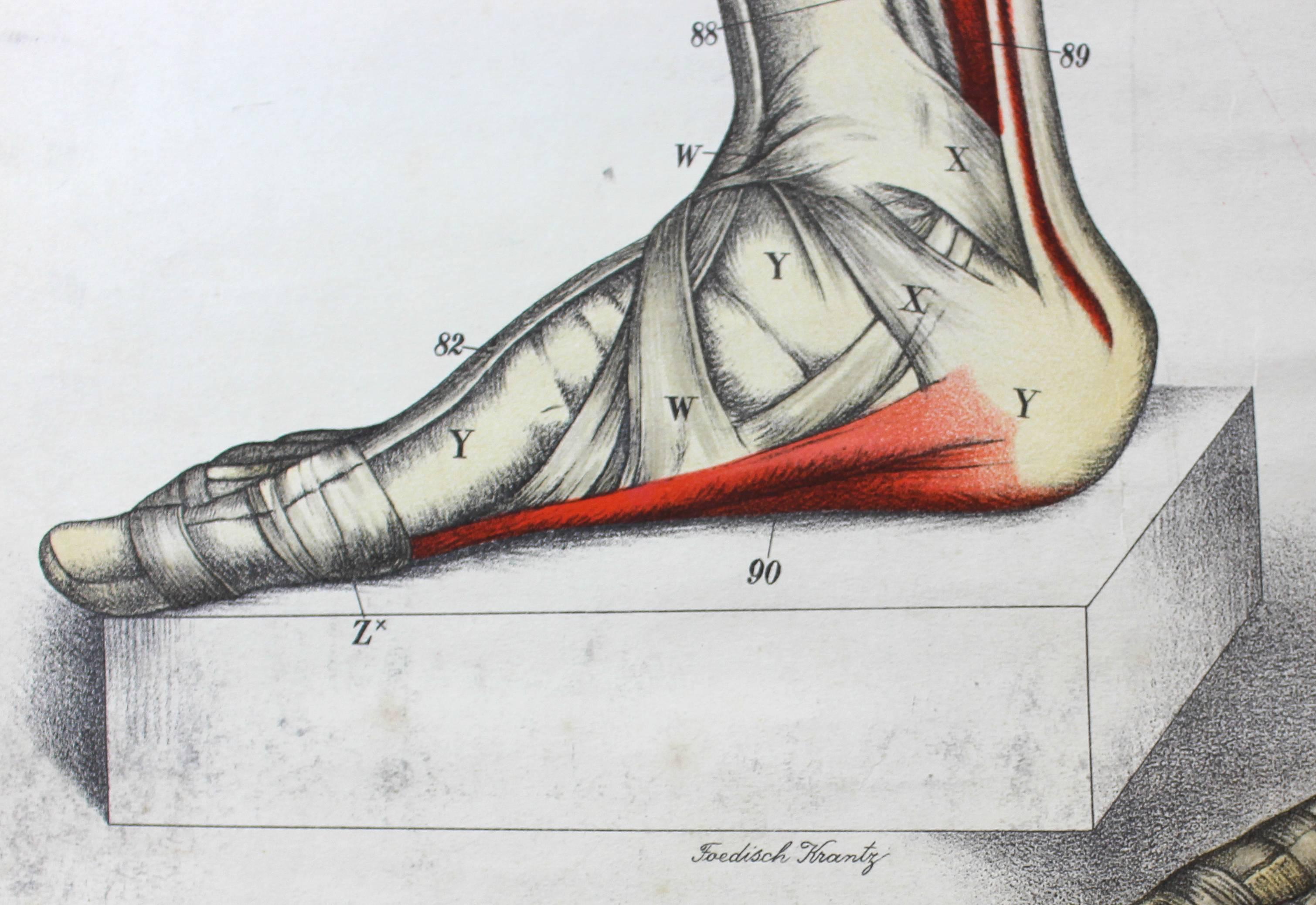 German Antique Anatomical Wall Chart, circa 1900, Fiedler & Hoelemann, Muscular System