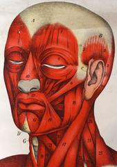 Antique Anatomical Wall Chart, circa 1900, Fiedler & Hoelemann, Muscular System