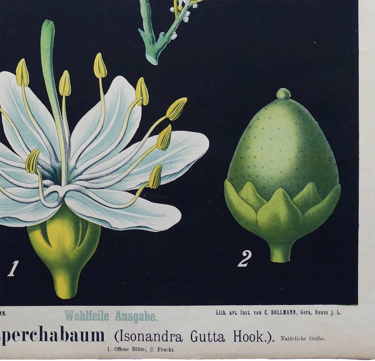19th century German wall chart of a rubber tree and a Guttapercha plant. Chromolithograph on paper by Zippel & Bollmann.

Between 1876 and 1899, the German Botanist Hermann Zippel and illustrator Carl Bollmann produced a large number of