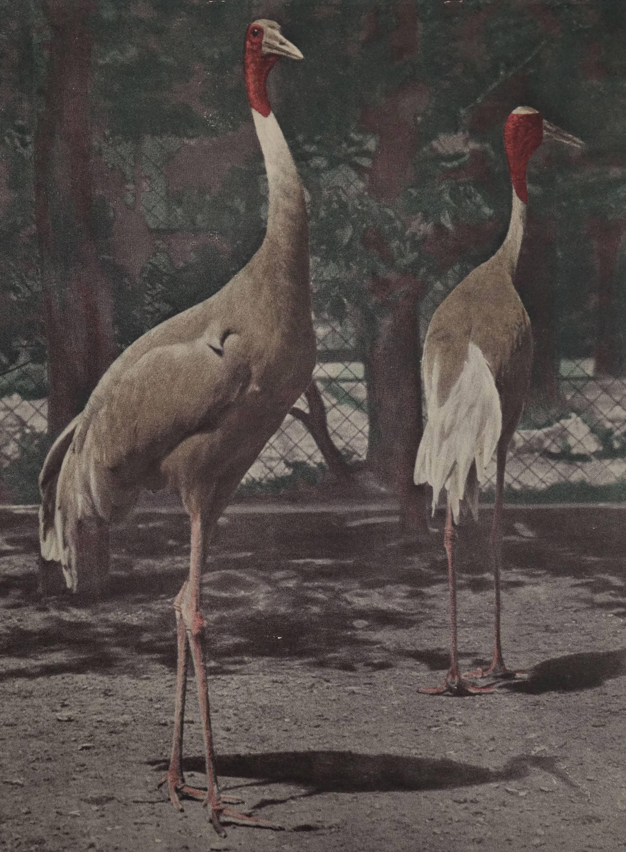 Large early 20th century photochrom (photo-chromolithographic) educational wall chart of cranes at the Vienna Zoo. Part of the 'Photographic Nature Scenes for Education' series, produced by the 'Hof- und Staatsdruckerei', Vienna, from 1903 until