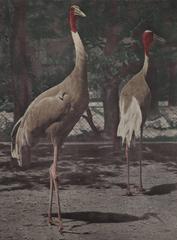 Large Art Nouveau Photochrom Wall Chart, Cranes at the Vienna Zoo