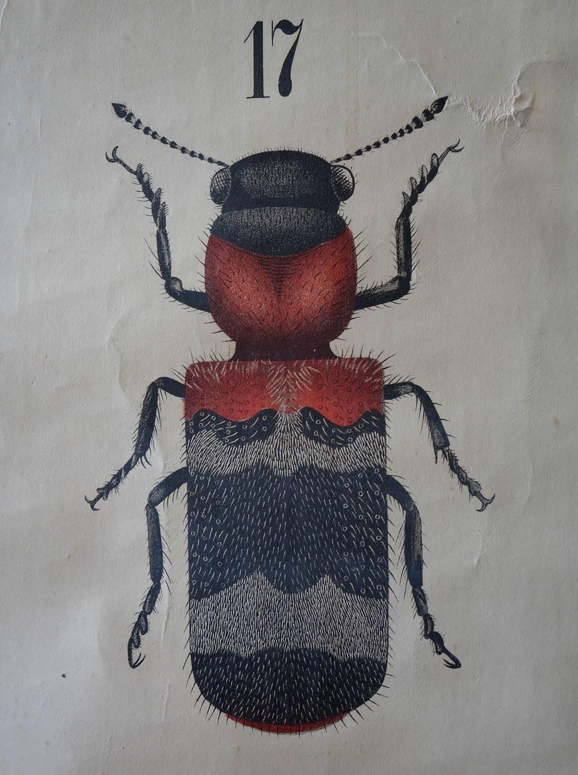 Rare Antique 19th Century Wall Chart by Rudolf Leuckart, Beetles For Sale 1