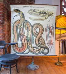 Vintage Early 20th Century Paul Pfurtscheller Zoological Wall Chart, Grass Snake