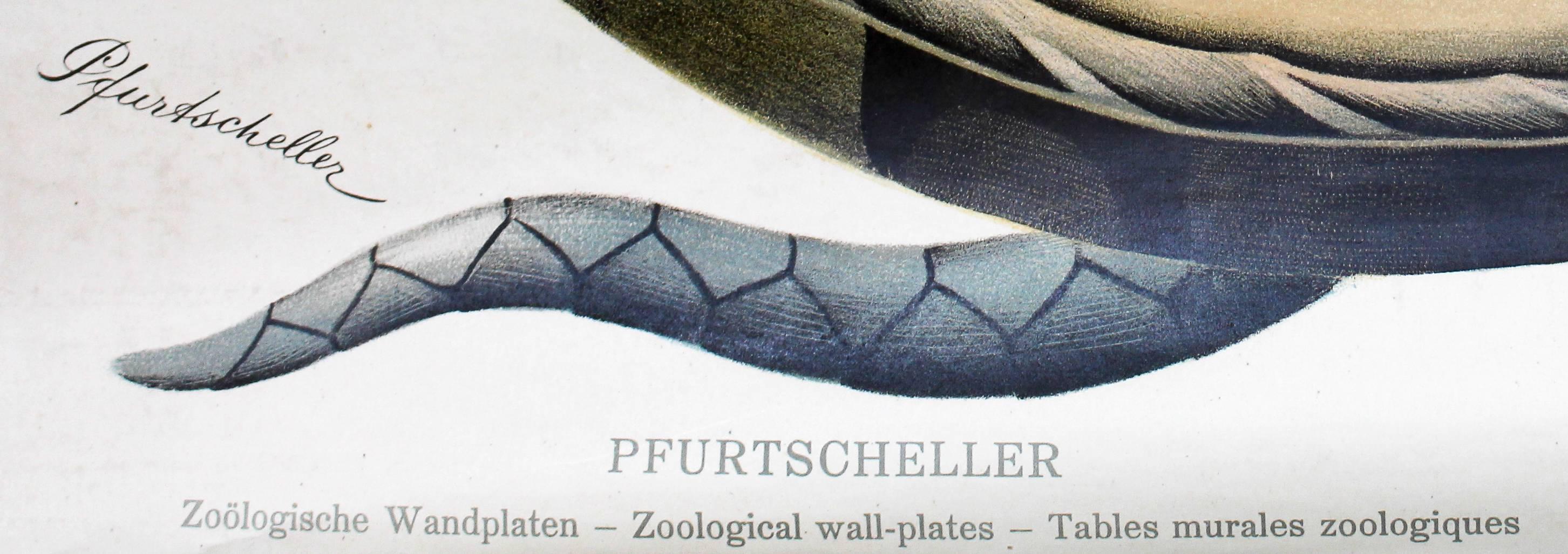 Vintage Early 20th Century Paul Pfurtscheller Zoological Wall Chart, Grass Snake In Good Condition In Vienna, AT