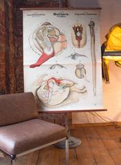 Antique 19th Century Wall Chart by Rudolf Leuckart, Mollusca, Invertebrate