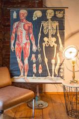 Antique Fin-de-Siècle Anatomical Wall Chart, Antonio Vallardi