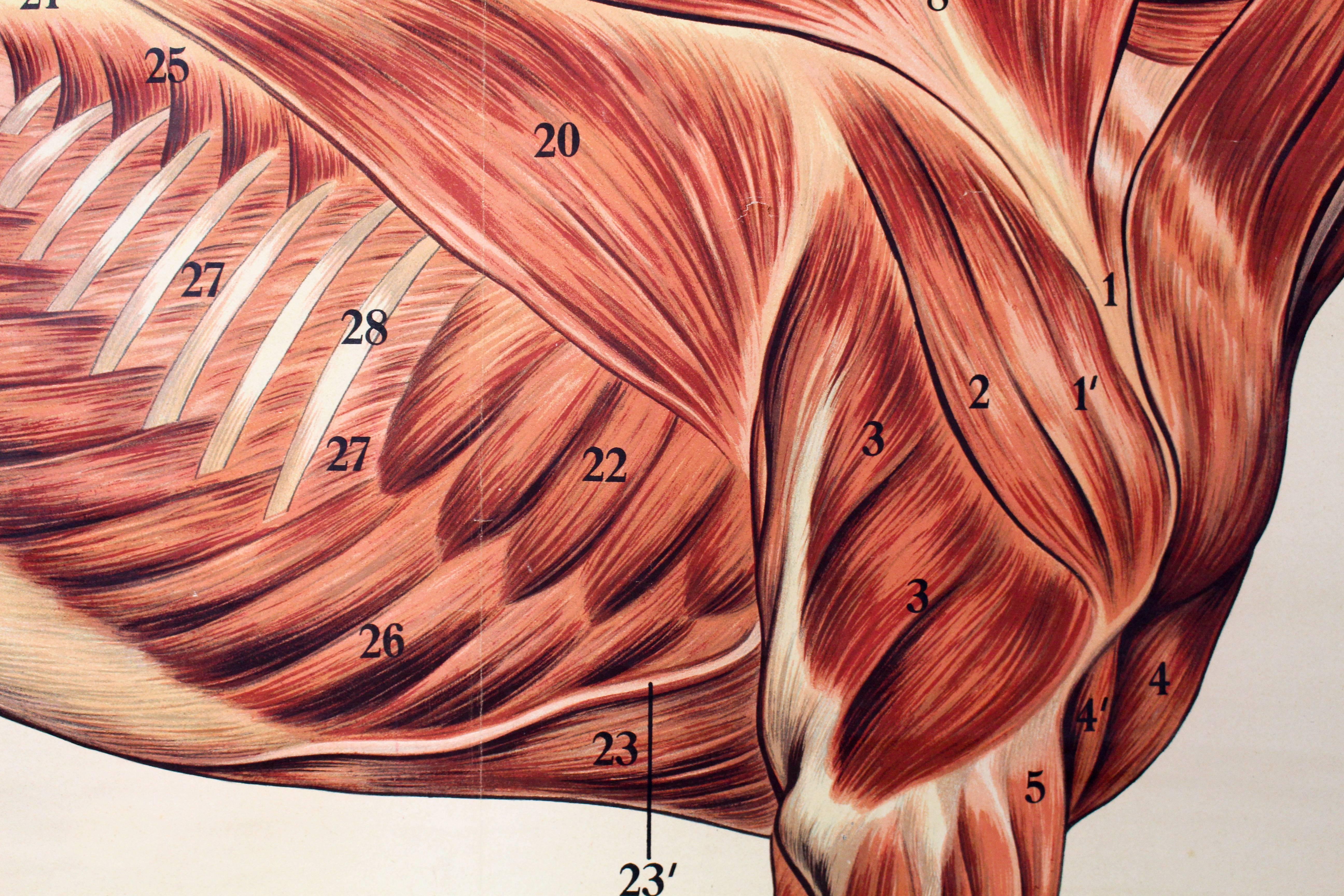 Vintage 19th Century Wall Chart Dr. Richard Klett, Muscles of a Horse In Good Condition In Vienna, AT