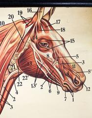 Vintage 19th Century Wall Chart Dr. Richard Klett, Muscles of a Horse