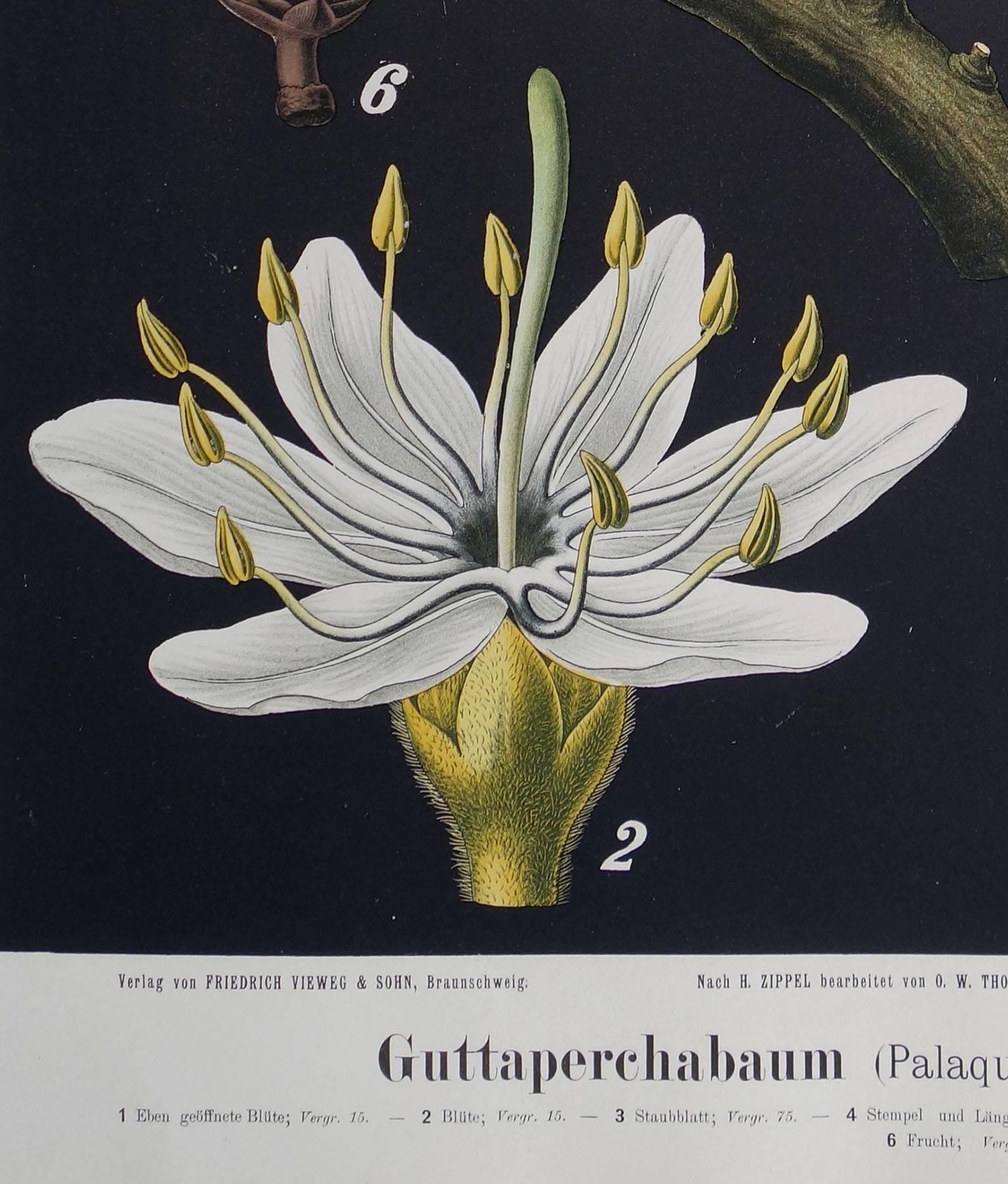 Paper Antique 19th Century German Educational Wall Chart of a Guttapercha Plant For Sale