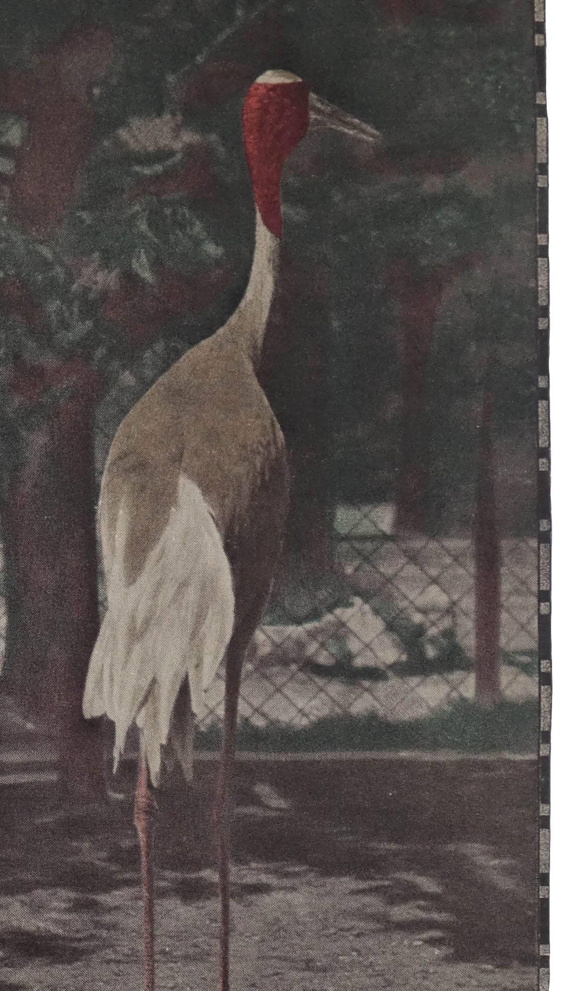 Paper Large Art Nouveau Photochrom Wall Chart, Cranes at the Vienna Zoo For Sale