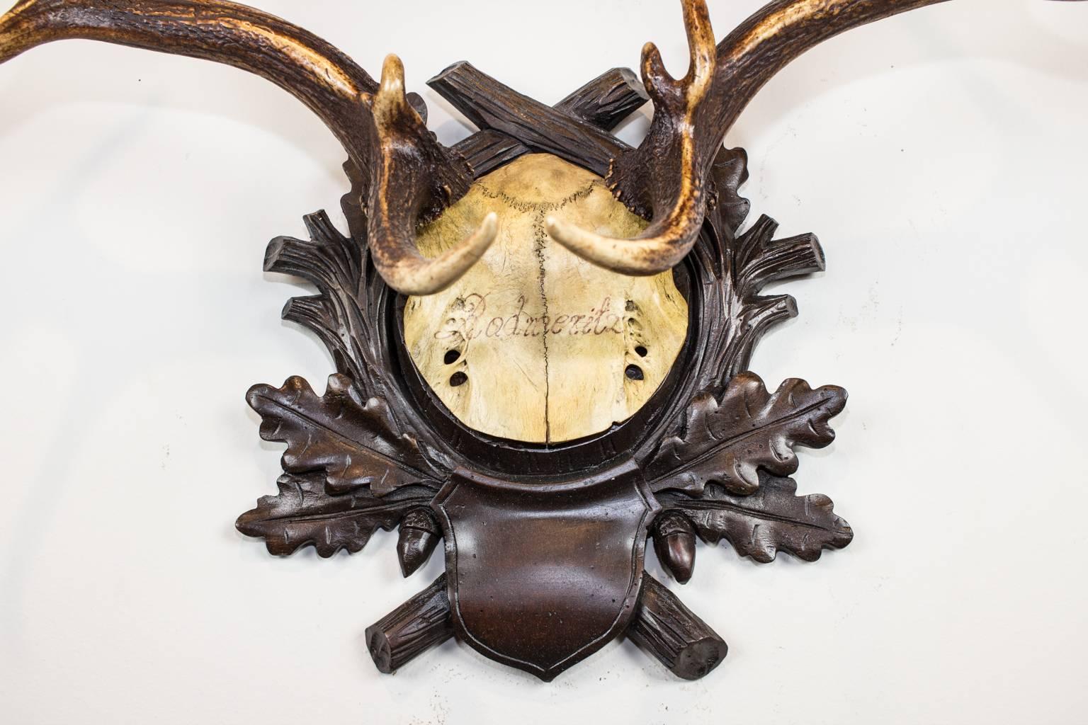 19th century Habsburg fallow deer trophy on original black forest carved plaque with original writing that hung in Emperor Franz Joseph's castle at Eckartsau in the Southern Austrian Alps. Eckartsau was a favorite hunting schloss of the Habsburg
