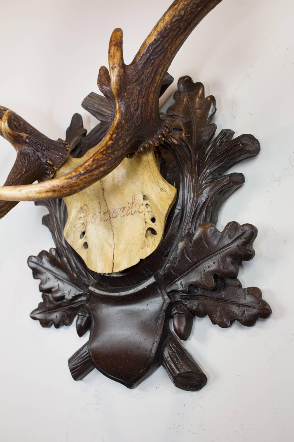 Austrian 19th Century Fallow Deer Trophy on Original Black Forest Plaque