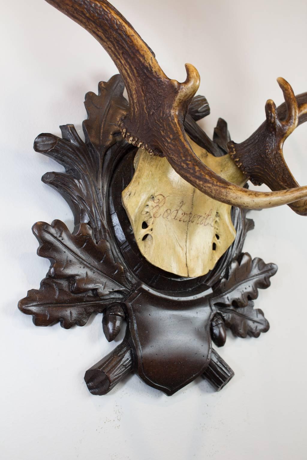 Carved 19th Century Fallow Deer Trophy on Original Black Forest Plaque