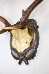 19th Century Habsburg Fallow Deer from Eckartsau Castle on Black Forest Plaque