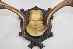 19th Century Habsburg Fallow Deer from Eckartsau Castle on Black Forest Plaque