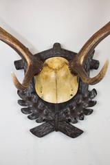 19th Century Habsburg Fallow Deer from Eckartsau Castle on Black Forest Plaque