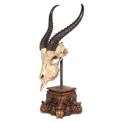 19th Century African Springbok Trophy from German Officer Thomas Von Prince
