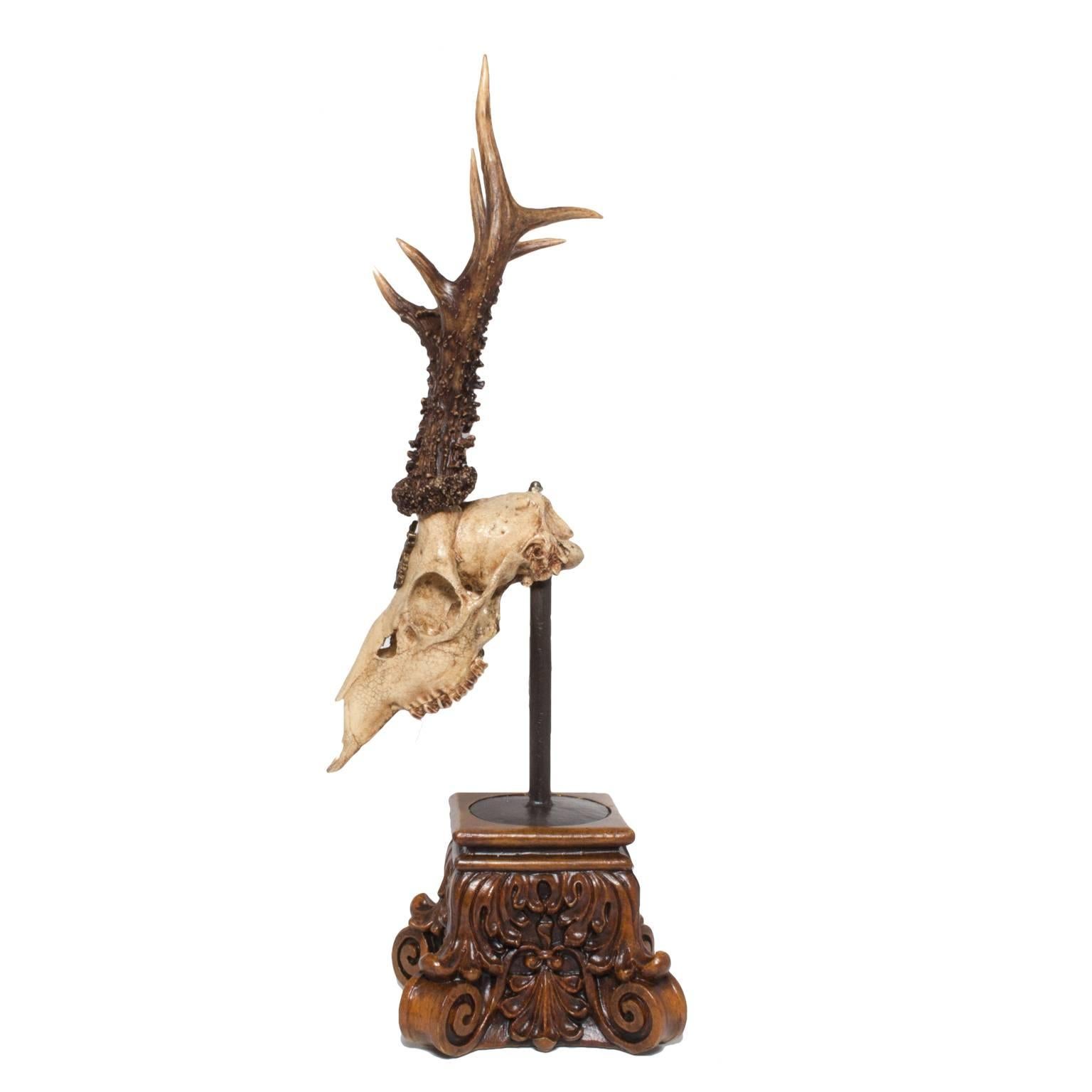 19th century roe deer trophy on Stand with the original badge of König (King) Wilhelm of Württemberg, Germany. One of six available and measures 21